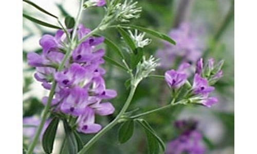 Is Alfalfa Extract Good or Bad for Your Skin? (Updated March 2020)