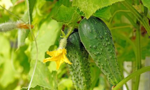 What Is Cucumber Extract—Is it Good or Bad for Your Skin?  (March 2020)