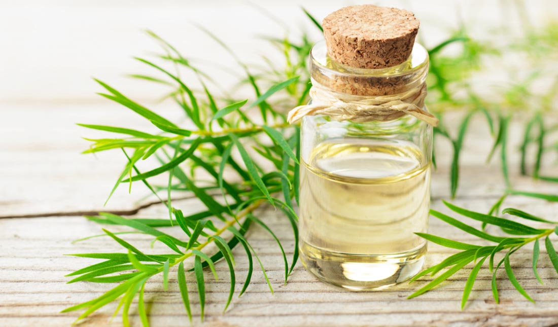 tea tree herbs with oil